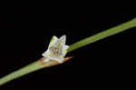 Pleatleaf knotweed